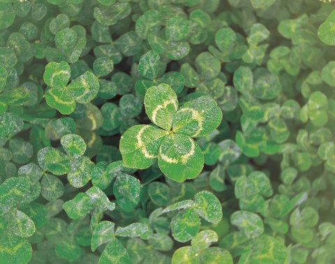 Framed Close up of green clover Print