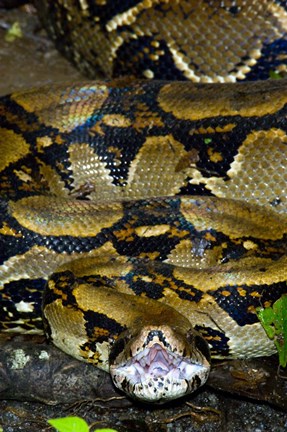 Framed Close-up of a Boa Constrictor, Arenal Volcano, Costa Rica Print