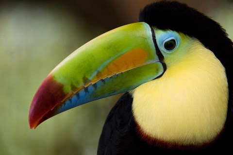 Framed Close-up of Keel-Billed toucan (Ramphastos sulfuratus), Costa Rica Print