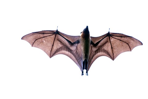 Framed Close-up of a Madagascan Flying fox (Pteropus rufus) bat, Berenty, Madagascar Print