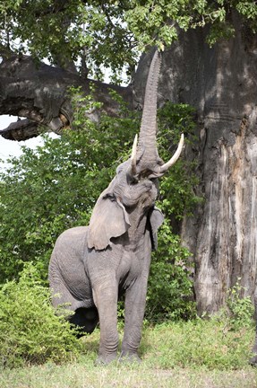 Framed African elephant (Loxodonta africana) reaching for baobab (Adansonia digitata) tree leaves, Tarangire National Park, Tanzania Print