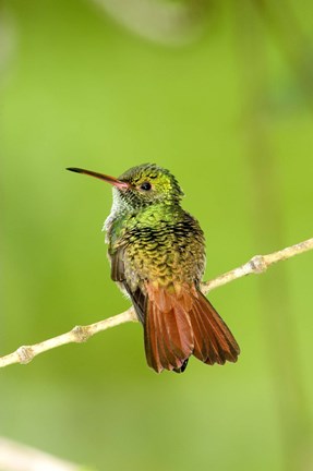 Framed Close-up of Rufous-Tailed hummingbird (Amazilia tzacatl) perching on a twig, Costa Rica Print