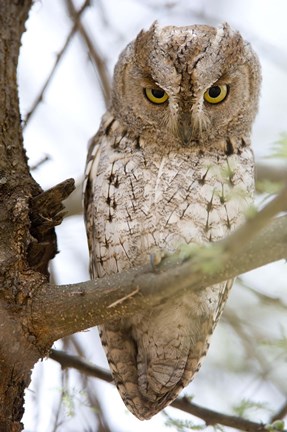 Framed African Scops Owl (Otus senegalensis) Perching on a Branch, Tarangire National Park, Tanzania Print