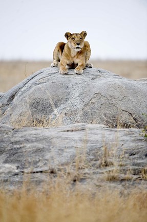 Framed Lioness on a Rock, Serengeti, Tanzania Print