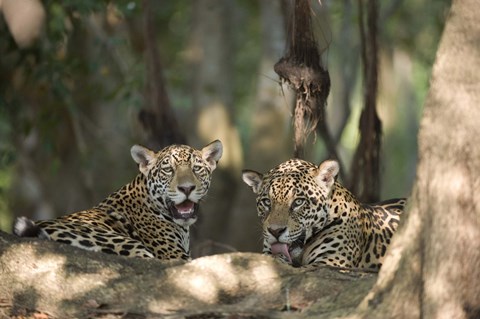 Framed Jaguars (Panthera onca) resting in a forest, Three Brothers River, Meeting of the Waters State Park, Pantanal Wetlands, Brazil Print