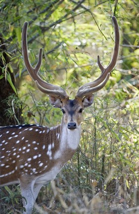 Framed Spotted deer (Axis axis) in a forest, Kanha National Park, Madhya Pradesh, India Print