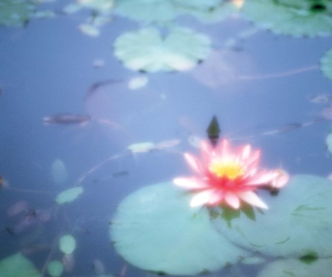 Framed Pink Lotus Flower in Pool Print