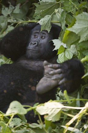 Framed Mountain Gorilla (Gorilla beringei beringei) in a forest, Bwindi Impenetrable National Park, Uganda Print