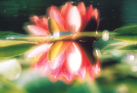 Framed Reflection of Flower in Pond, Lotus Print