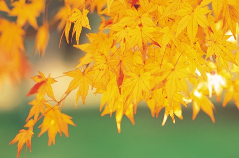 Framed Yellow Maple Leaves, Autumn Print