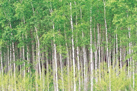 Framed Aspen Trees, View From Below (horizontal) Print
