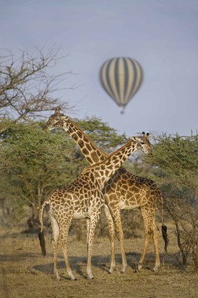 Framed Two Masai giraffes (Giraffa camelopardalis tippelskirchi) and a hot air balloon, Tanzania Print