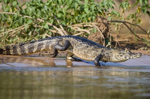 Framed Yacare caiman at riverbank, Three Brothers River, Meeting of the Waters State Park, Pantanal Wetlands, Brazil Print