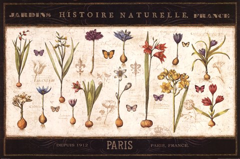 Framed Histoire Naturelle I Print