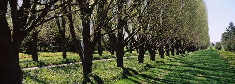 Framed Trees along a walkway in a botanical garden, Niagara Falls, Ontario, Canada Print