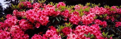 Framed Pink Rhododendrons plants in a garden, Coos Bay, Oregon Print
