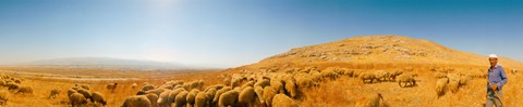 Framed Shepherd standing with flock of sheep, Jerusalem, Israel Print
