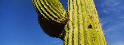 Framed Low angle view of Saguaro cactus (Carnegiea gigantea), Saguaro National Park, Arizona, USA Print