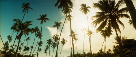 Framed Palm trees along the beach in Morro De Sao Paulo, Tinhare, Cairu, Bahia, Brazil Print