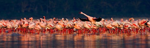 Framed Lesser flamingos in a lake, Lake Nakuru, Lake Nakuru National Park, Kenya Print
