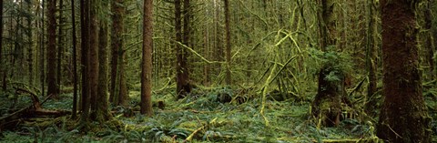 Framed Trees in a forest, Hoh Rainforest, Olympic Peninsula, Washington State, USA Print