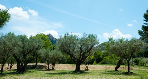 Framed Olive trees in front of the ancient Monastere Saint-Paul-De-Mausole, St.-Remy-De-Provence, Provence-Alpes-Cote d&#39;Azur, France Print