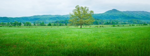Framed Agricultural field with mountains in the background, Cades Cove, Great Smoky Mountains National Park, Tennessee, USA Print