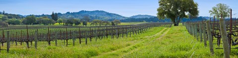 Framed Vineyard in Sonoma Valley, California, USA Print