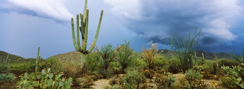 Framed Cacti growing at Saguaro National Park, Tucson, Arizona Print