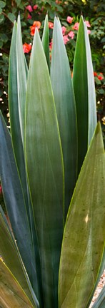 Framed Close-up of a domestic Agave plant, Baja California, Mexico Print