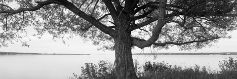 Framed Tree on a Lake, Wisconsin (black &amp; white) Print