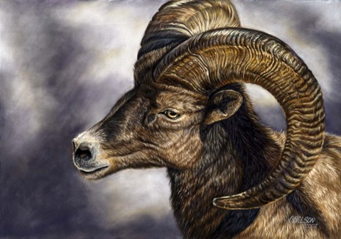 Framed Desert Bighorn Sheep Print