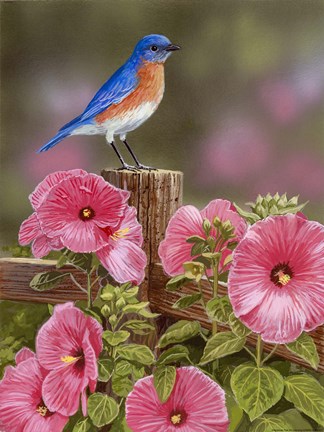 Framed Bluebird With Hibiscus Print