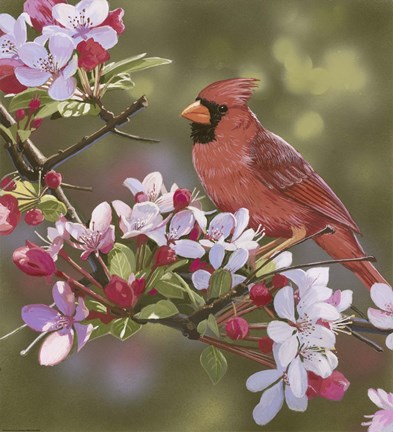 Framed Cardinal with Apple Blossoms Print
