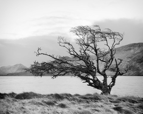 Framed Connemara Tree I Print