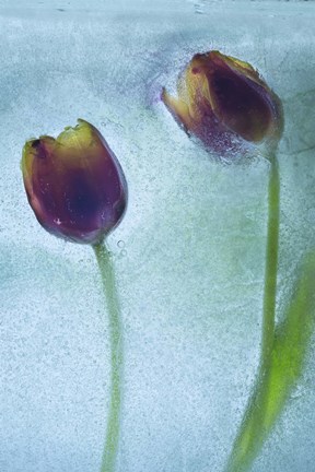 Framed Flowers on Ice-11 Print