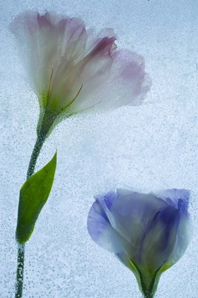 Framed Flowers on Ice-12 Print