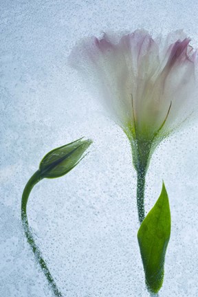Framed Flowers on Ice-15 Print