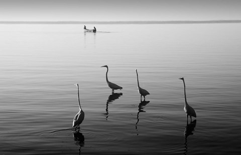 Framed 4 Heron and Boat Print