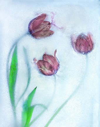 Framed Tulipanes Rojos Print