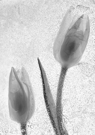 Framed Tulipanes Blancos 33-2 Print