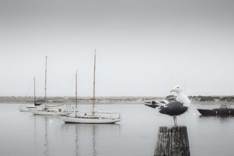 Framed Four Boats &amp; Seagull Print