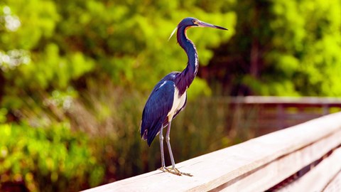 Framed Close-up of an blue egret, Boynton Beach, Florida, USA Print