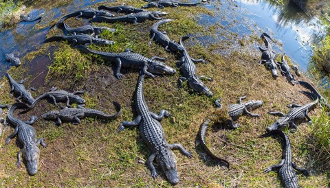 Framed Alligators along the Anhinga Trail, Everglades National Park, Florida, USA Print