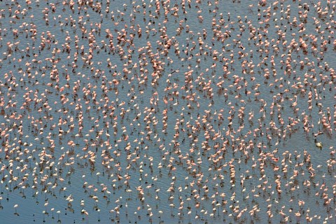 Framed Lesser Flamingo Wading in Lake Nakuru, Kenya Print