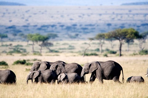 Framed Herd of African elephants (Loxodonta africana) in plains, Masai Mara National Reserve, Kenya Print