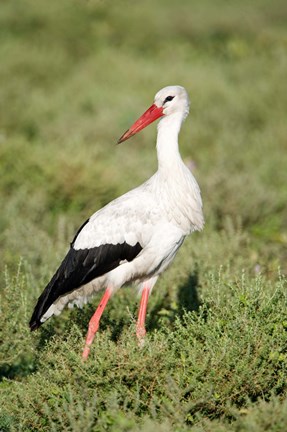 Framed White stork (Ciconia ciconia) in a field, Ngorongoro Crater, Ngorongoro, Tanzania Print