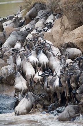 Framed Herd of wildebeests crossing a river, Mara River, Masai Mara National Reserve, Kenya Print