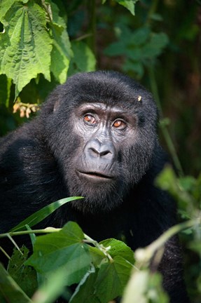Framed Close-up of a Mountain Gorilla (Gorilla beringei beringei), Bwindi Impenetrable National Park, Uganda Print