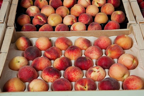 Framed Peaches at a market stall, Lourmarin, Vaucluse, Provence-Alpes-Cote d&#39;Azur, France Print